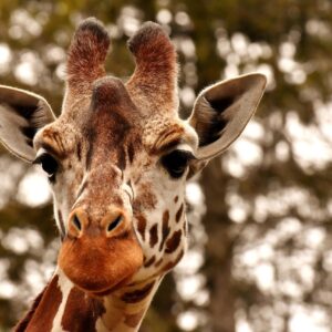 Salewa Jr. Swift black/yellow 29