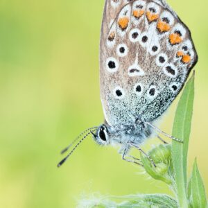 Salewa MS Wildfire Pro flame/cactus UK 1