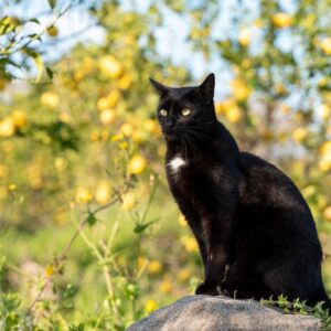 Dynafit MS Feline SL sparta blue/uppercu