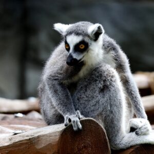 Salewa WS Alpine Road