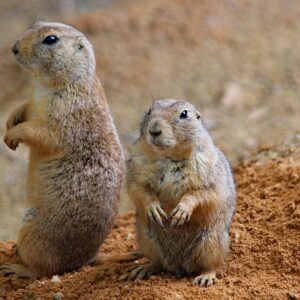 Salewa MS Firetail 3 GTX highland green/