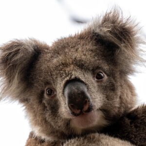 Dynafit WS Feline SL black/trojan UK 3,5